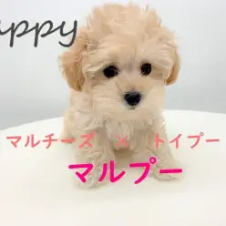 【 MIX犬・マルプー 】まるでぬいぐるみ！もふもふフワフワ可愛いマルプー君☆