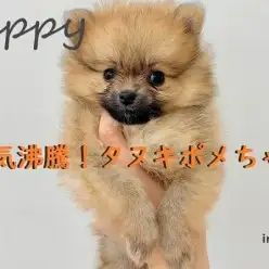 【 ポメラニアン 】小さいもっふもふタヌキポメちゃん♡