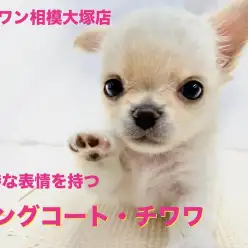 【 チワワ 】表情の豊かさは神奈川ナンバーワン！ドワーフ系わんこの遊んで学ぶトレーニングを公開！（大和市）