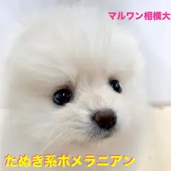【 ホワイトポメラニアン 】神奈川ナンバーワンのポテンシャル！知ればペットライフが180度変わる3つの秘訣を大公開