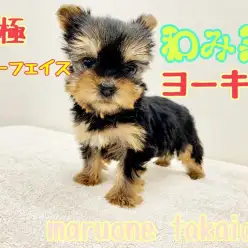 【 ヨークシャーテリア 】究極ベビーフェイス?!杉並区NO.1の和み系ヨーキー登場!!