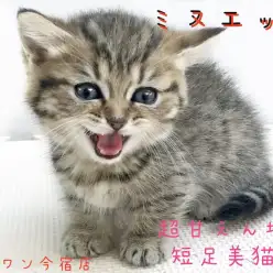 【 ミヌエット 】ヘソ天上手の短足猫ちゃん!ミヌエットちゃんとの生活のポイントもご紹介!