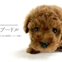 【 トイ・プードル 】令和第一号入店の超美形タイニークラスベイビー登場!