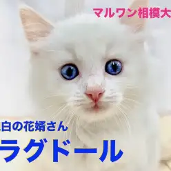 【 ラグドール 】純白のタキシードをまとった花婿登場！青い目のイケメンと人生のバージンロードを歩いてみませんか？