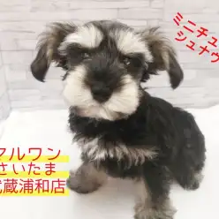 【 ミニチュア・シュナウザー 】抜け毛の少ない名犬！可愛い”おひげ”にも注目！！生後90日でオスワリ習得！