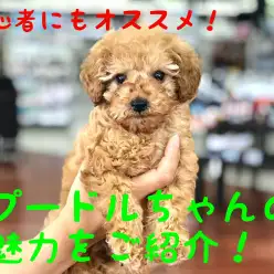【 トイ・プードル 】初心者にオススメ!!夢のワンコライフを始めませんか??