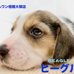 【 ビーグル 】世界一有名なキャラクターのモデル犬！アナタの隣に寄り添ってくれる相棒を大和市からご紹介！