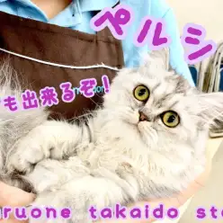 【 ペルシャ 】メンテナンス上級にゃんこ!!あなたの夢叶えます！