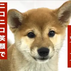 【 柴犬 】元気を与えてくれるキラキラ笑顔が可愛すぎる!!二重まぶたにも大注目!!