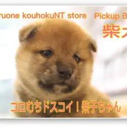 【 柴犬 】コロむちドスコイ！柴子ちゃん