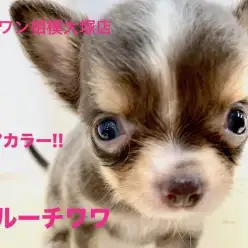 【 チワワ 】レアカラーの元気っ子が大和市に現る！あくびや寝ている姿が可愛すぎるので大公開しちゃいます！