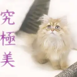 【 ペルシャ 】ティーブレイクのベストパートナー！必見のツタンカーメンポーズを横浜元町より大公開！