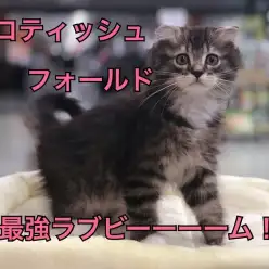 【 スコティッシュフォールド 】スコ君の最強ラブビームにメロメロ