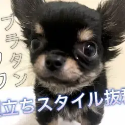 【 チワワ・ロングコート 】パパはJKCチャンピオン！小さめサイズの王子様！