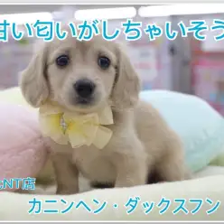 【 カニンヘン・ダックスフント 】甘い匂いがしちゃいそうなカニンヘンボーイ