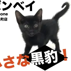 【 ボンベイ 】まさに小さな黒豹！美しき漆黒の黒猫・ボンベイ登場！！横浜元町店