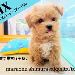 【 MIX犬 】超絶した可愛さ！！癒し系マルプー君とのスペシャルライフ！！
