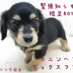 【 カニンヘン ダックスフント 】初めての方必見!おっとり短足男子の魅力をご紹介!