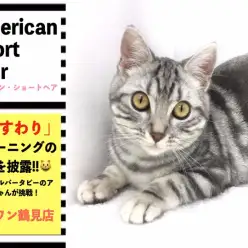 【 アメリカンショートヘア 】驚愕のおすわりにゃんこに大変身!