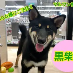 【 柴犬 】つぶらな瞳と滑らかな触り心地の極上な被毛に大注目！