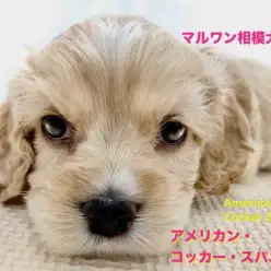 【 アメリカンコッカースパニエル 】眠い？怒ってる？クセになる上目遣いと耳のカールに注目！
