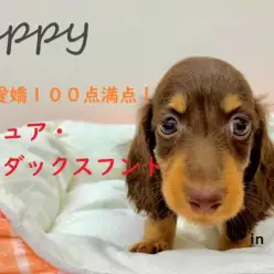 【 ミニチュア・ダックスフント 】元気いっぱい短足女子!お家のアイドル間違いなし!