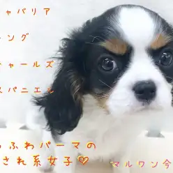 【 キャバリア 】神奈川県内の方必見の愛されキャラ!?3つのポイントを徹底分析!