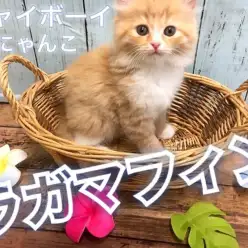 【 ラガマフィン 】超絶イケメンの超毛量ニャンコ！モフモフ好きの方は要必見！！