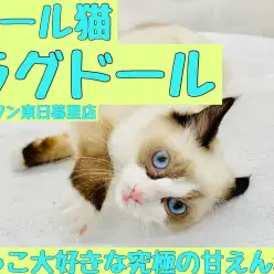 【 ラグドール 】おそらくマルワンの中で一番抱っこ好きにゃんこ！