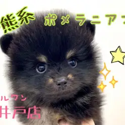 【 黒ポメラニアン 】待望の超希少カラーブラック&タン!大人気の子熊系ポメがやってきた!