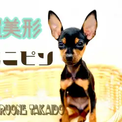 【 ミニチュア・ピンシャー 】杉並区で噂のあの子？！小さめサイズの美形ミニピンのススメ♪