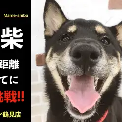 【 豆柴 】最長距離の待てに挑戦!!頑固さチェックをしたら…まさかの結果が…!!