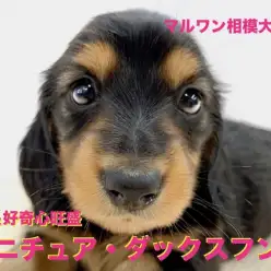 【 ミニチュア・ダックスフント 】美貌とアクティブさを兼ね揃えたユーティリティーワンコ！遊び方には無限の可能性？