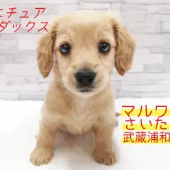 【 ミニチュア・ダックスフント 】超必見のキレイなクリームカラー!短足と大きなお耳がチャームポイント!!