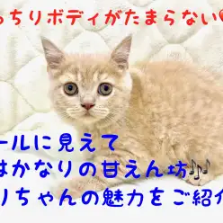 【 ブリティッシュショートヘア 】クールに見えて超甘えん坊!丸いフォルムの癒し系!