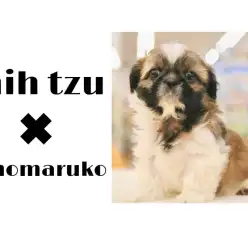 【 シーズー 】鼻ぺちゃ好き集まれ〜！色んな表情を見せてくれるアイドル誕生。