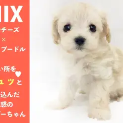 【 MIX 】いい所をギュッと詰め込んだ魅惑のマルプーちゃん‼
