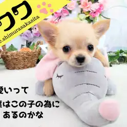 【 チワワ クリーム 】究極の癒し系！！ぬいぐるみチワワが板橋に登場！！