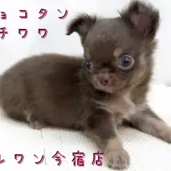 【 チョコタン チワワ 】ドワーフ!ムッチリ!小さめサイズベイビーを徹底分析!