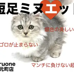 【 ミヌエット 】横浜元町店のアイドル！人気爆発の短足キャット！！