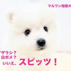 【 スピッツ 】アザラシ？白ポメ？いいえ、元気いっぱいスピッツ！カメラ目線は得意技！