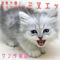 【 ミヌエット 】超希少種！短足スリスリ王子が今宿店に仲間入り！可愛い仕草と仲良くなる方法は必見です！