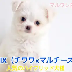 【 MIX犬 】チワワ×マルチーズの愛らしさを詰め込んだ至極のベイビー！