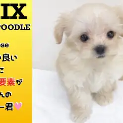 【 MIX 】アプリコット＆ドワーフ系の大人気マルプーが登場！