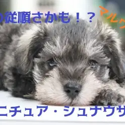 【 ミニチュア・シュナウザー 】忠犬とはまさにこの子のこと!?超従順わんこ降臨!