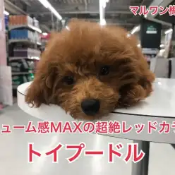 【 トイ・プードル 】ナンバーワンレッドカラー！ボリューミーな毛量にも注目！