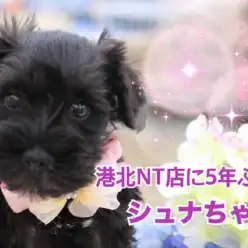 【 ミニチュア・シュナウザー 】シックでなカラーのオシャレなシュナちゃん！