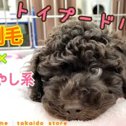 【 トイ・プードル 】珍カラーで剛毛!かっこかわいい癒し系ワンコ‼
