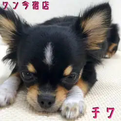 【 チワワ 】生後8ヶ月で1.8kg!猫ちゃんの相棒になれる社交的甘えん坊!