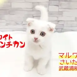 【 マンチカン 】短足・垂れ耳な女の子！幸運を呼ぶホワイトマンチ！